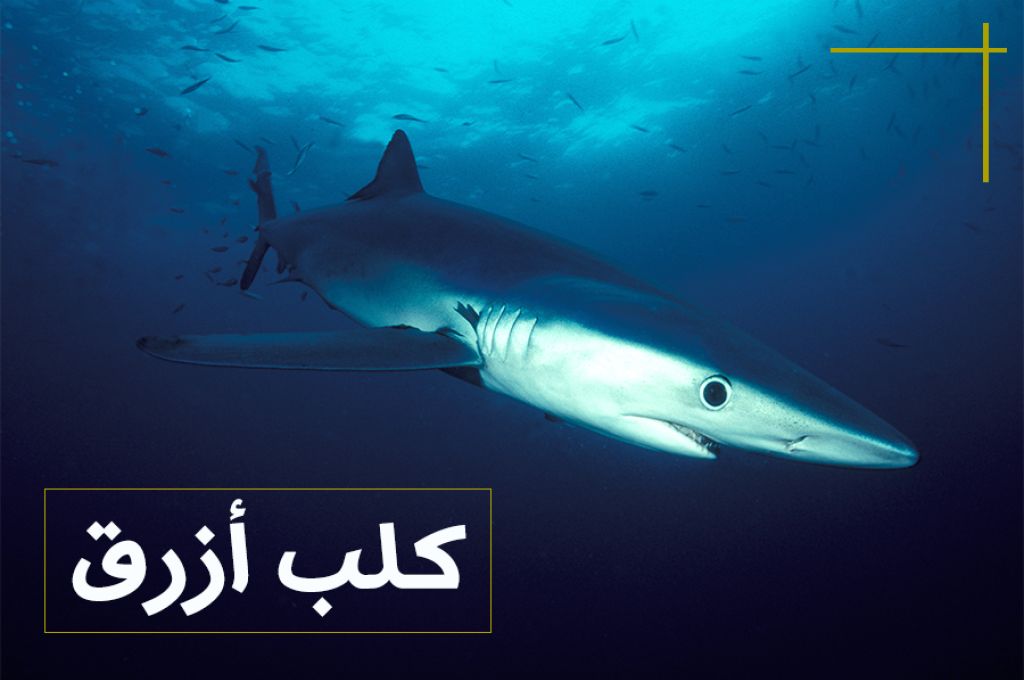 طائر بو غطاس ..غُراب الماء الكبير 18 %D8%A7%D8%B2%D8%B1%D9%82 7368ebdd