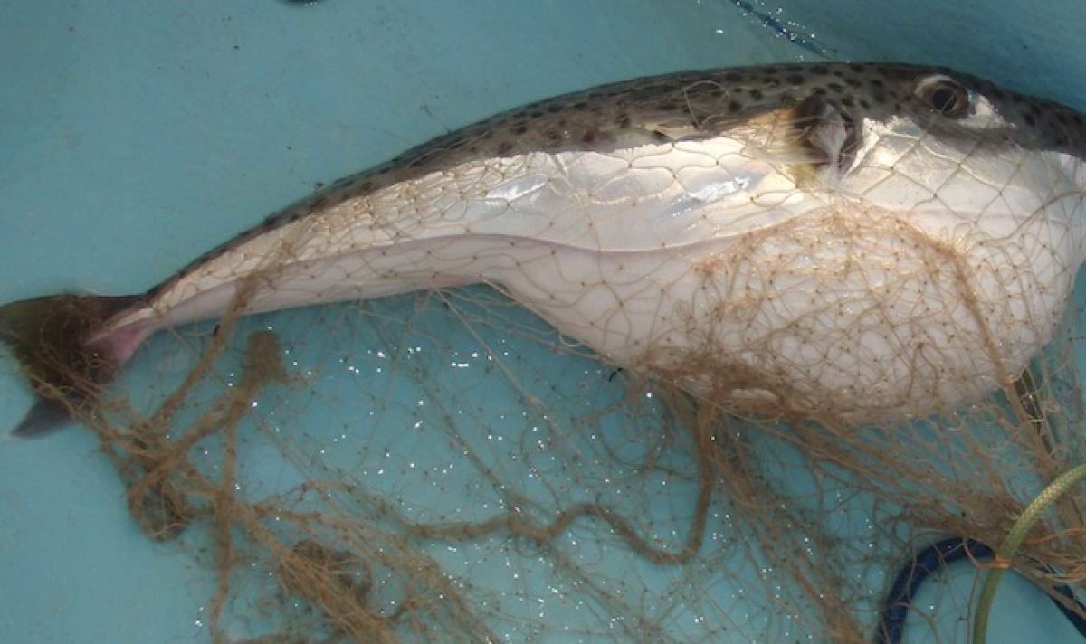 أنواع الأسماك السامة في الساحل الليبي 5 894295poisson2 75516c10