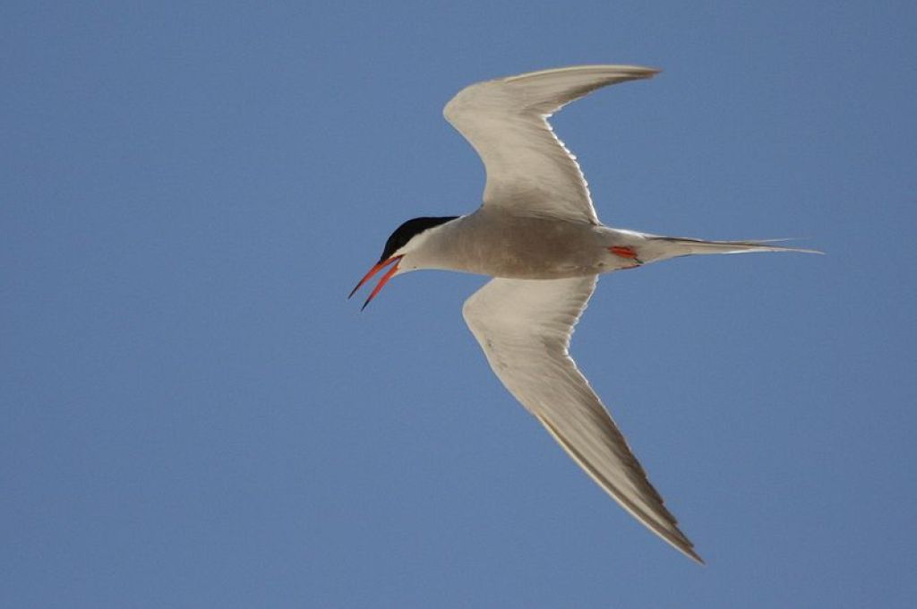 سمكة بومنقار 18 800px White cheeked Tern 7f29857f