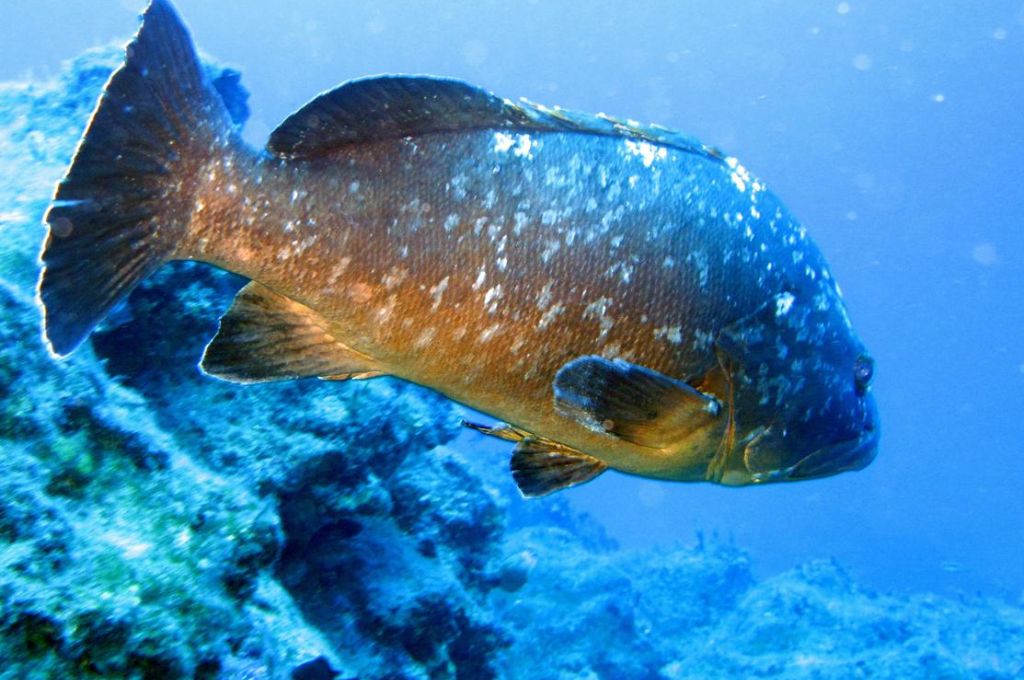 orfoz mottled grouper5 81dc4b3d