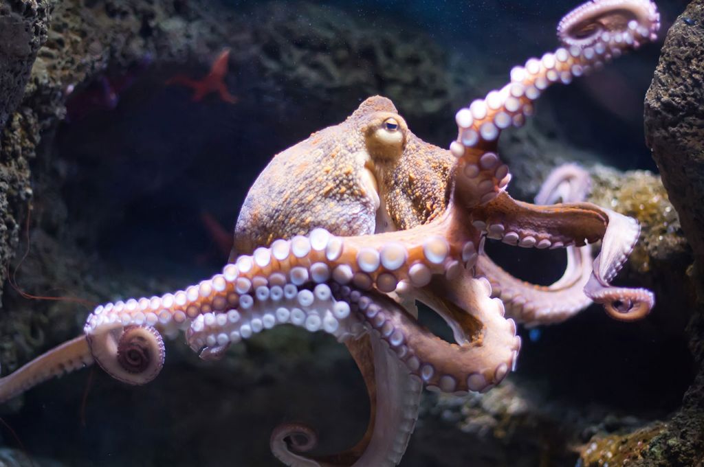 octopus.ngsversion 833fb91d