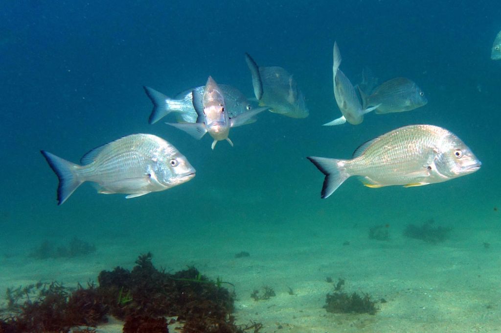 فصيلة السرانيدي (Serranidae) 12 Sparidae 89e6d7e9