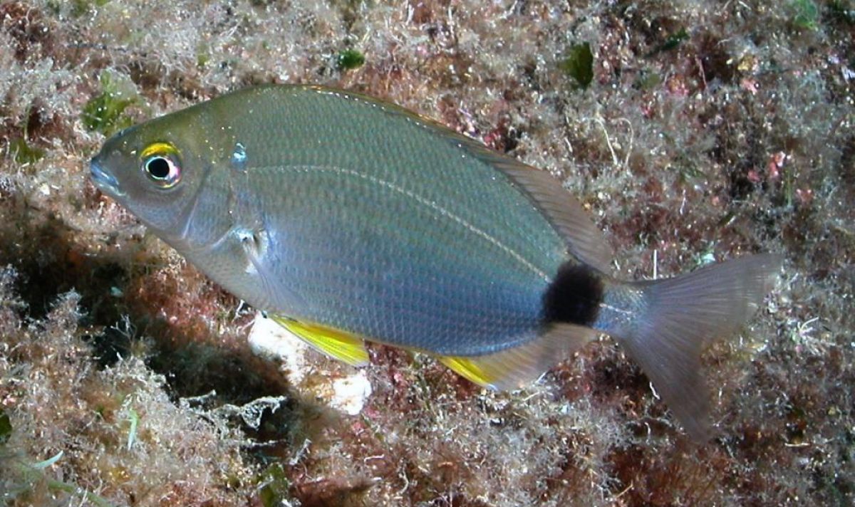 Diplodus annularis 8ce33132