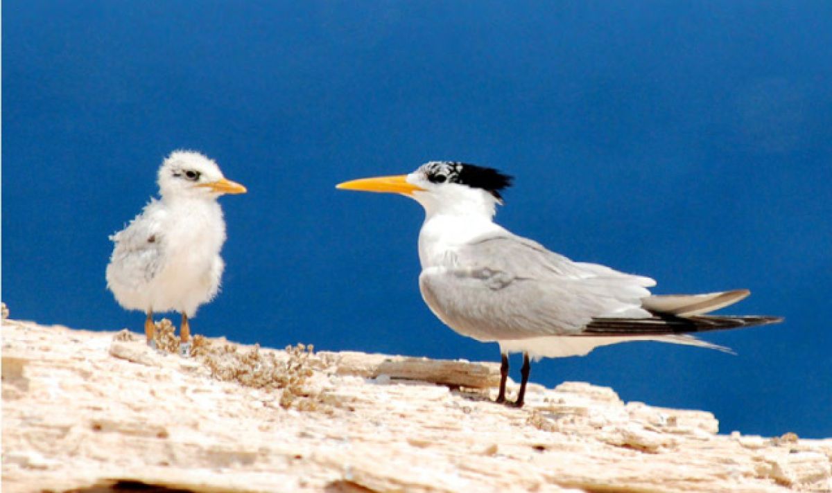 الطيور البحرية بالمنطقة الشرقية من ليبيا 2 lesser crested terns 8c7c1609