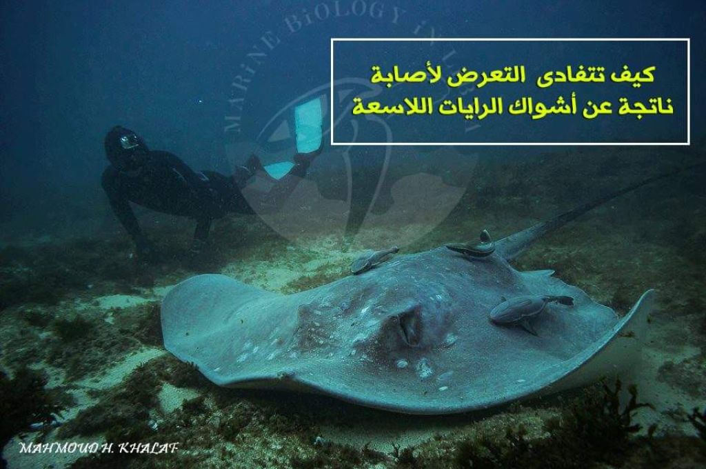 طائر بو غطاس ..غُراب الماء الكبير 15 received 2242048112607260 8cb537d2