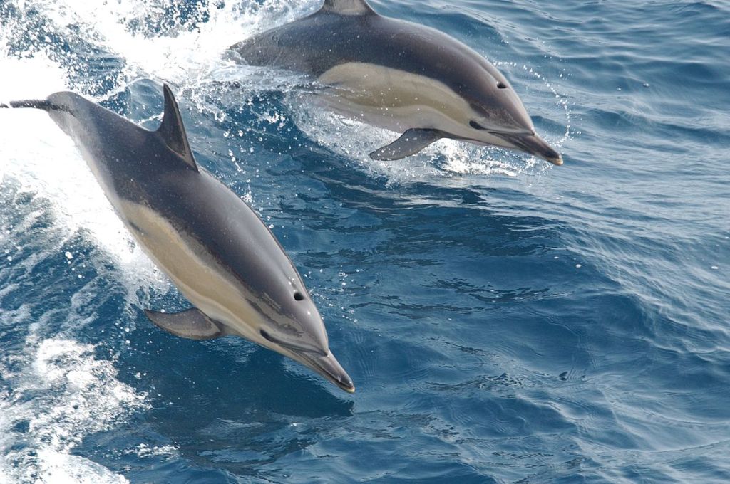 1200px Common dolphin noaa 8e07dc72