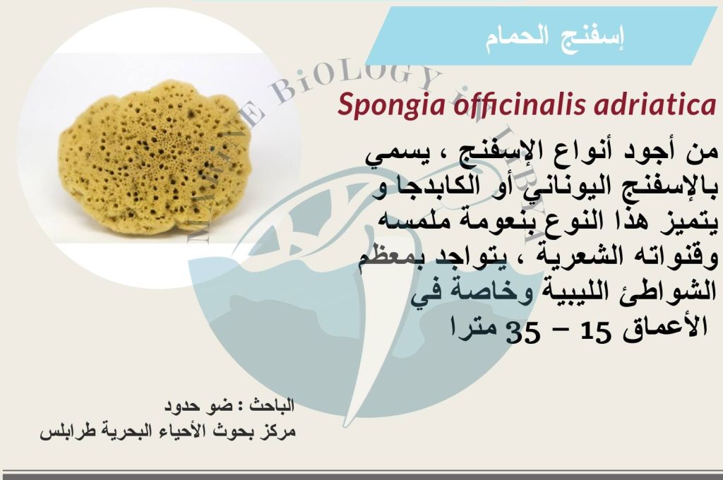 إنقاذ دُولفين جنح على أحد الشواطئ بليبيا 14 22770918 1355275717916095 3402280615269340623 o 8e6d9810