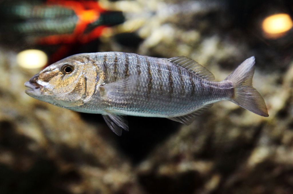 سمكة المنكوس..فصيلة المرجانيات (السباريدي) 11 Lithognathus mormyrus 8f181f0b