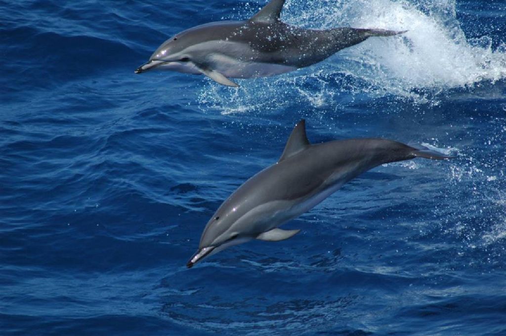 Stenella coeruleoalba 9339931c