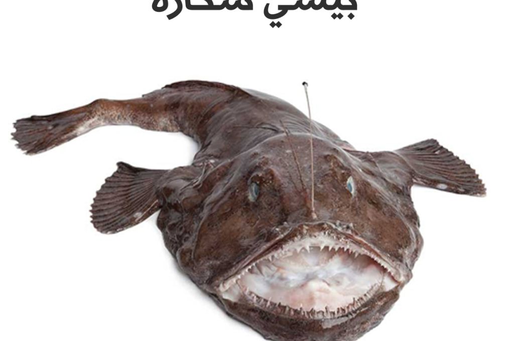طائر بو غطاس ..غُراب الماء الكبير 14 129054951 3298709500239364 5480202314392798515 o 949a22b5