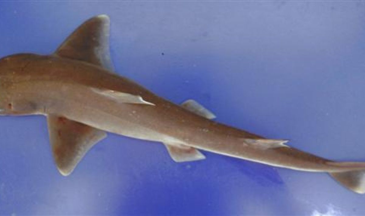 Squalus blainville 9d6f8d98