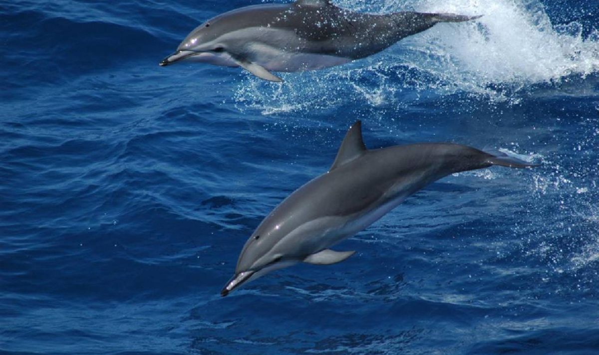 دلافين وحيتان متوسطية ..الجزء الثاني 6 Stenella coeruleoalba a1f2860b