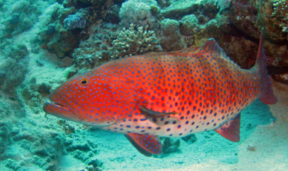 Cephalopholis taeniops a31a6f0d