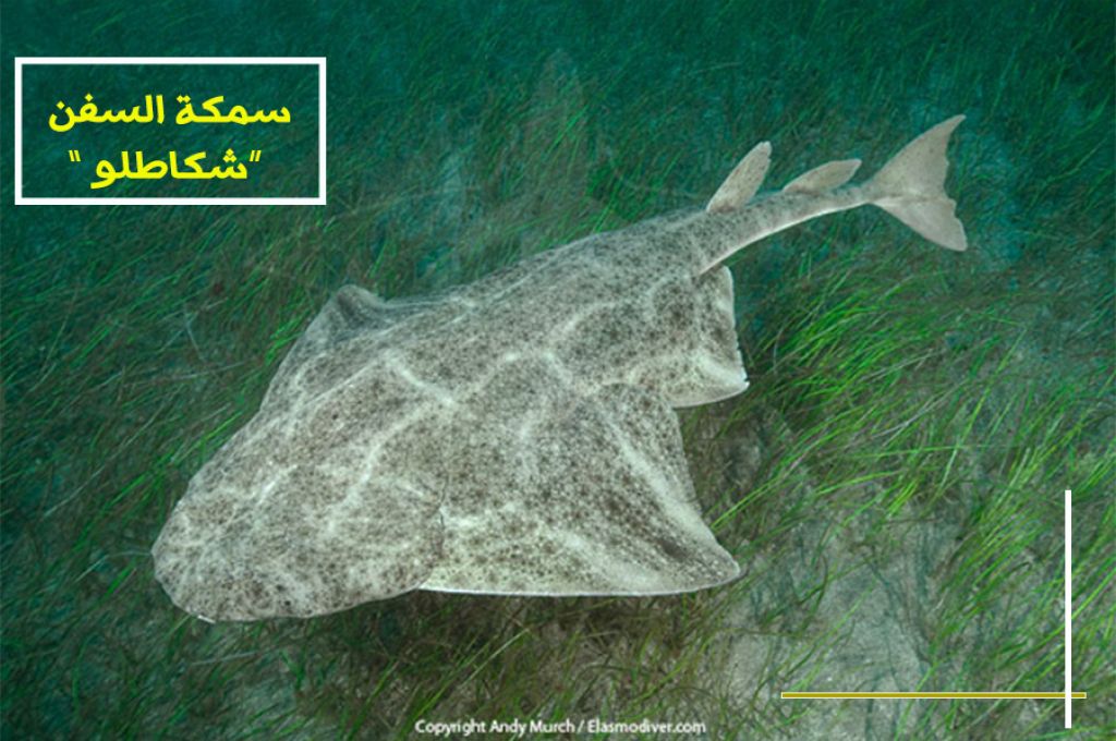 سمك السفن (شكاطلو) ..و الإنقراض 6 angelshark2 a6de44d1