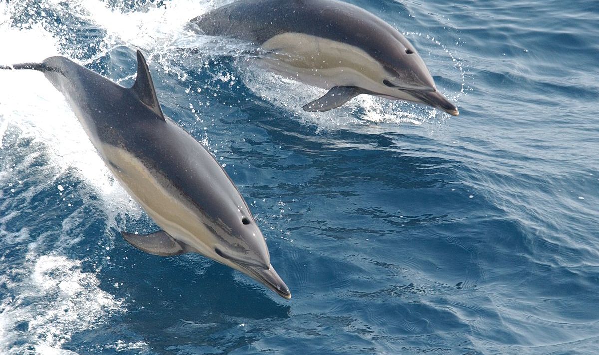 دلافين وحيتان متوسطية ..الجزء الأول 6 1200px Common dolphin noaa afad189b