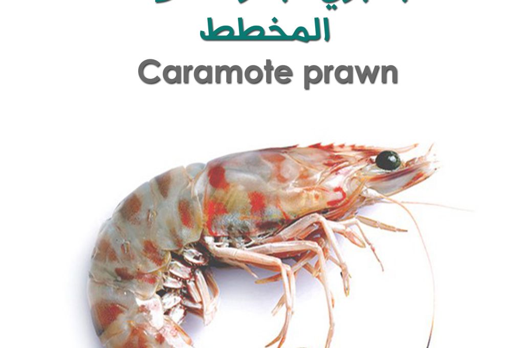 طائر بو غطاس ..غُراب الماء الكبير 13 Shrimp b095bcfe