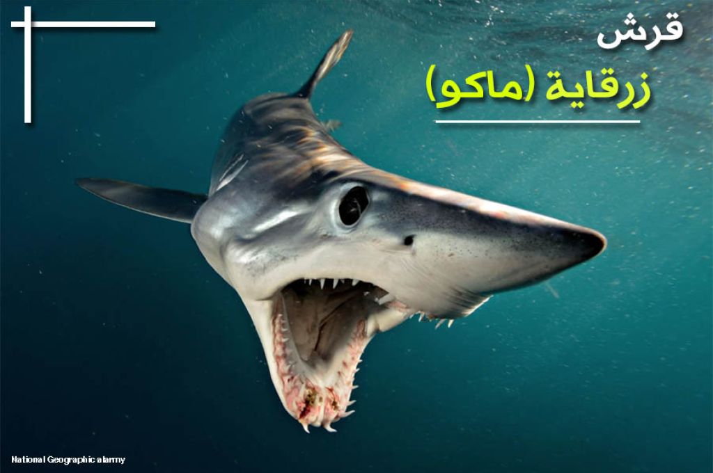 أهم الفروقات الشكلية بين القرش الأبيض و قرش ماكو (الزرقاية ) 22 %D9%82%D8%B1%D8%B4 %D9%85%D8%A7%D9%83%D9%88 b3680a8e