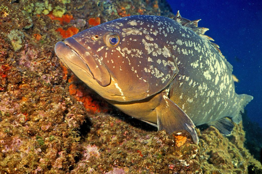 Percnon gibbesi in Libya first record 11 Epinephelus marginatus b6c85f93