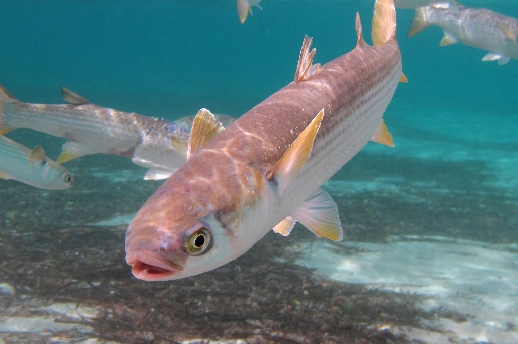 سمكة بومنقار 20 Mugil cephalus bef8a0b6