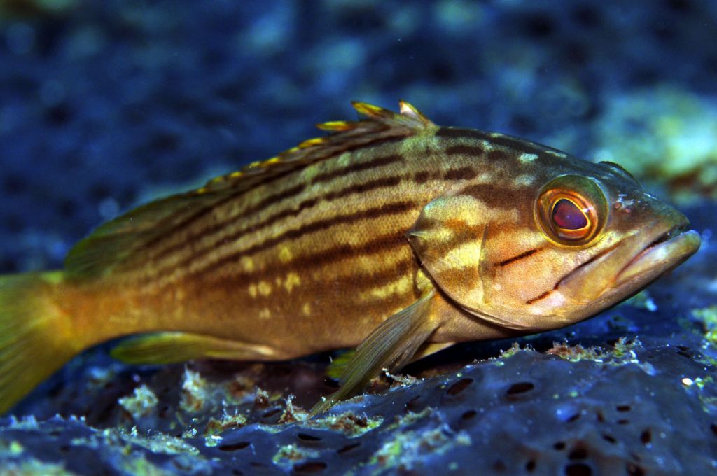 Epinephelus costae 3Lahoz Gold blotch Grouper cb2679c6