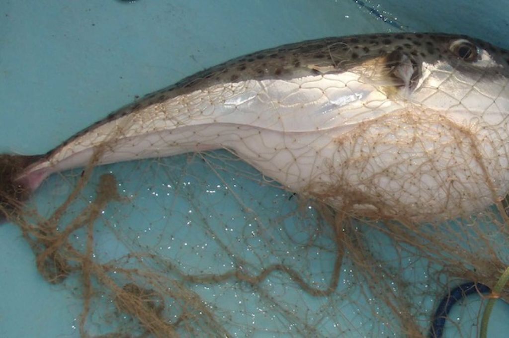 أنواع الأسماك السامة في الساحل الليبي 4 894295poisson2 cec40c84