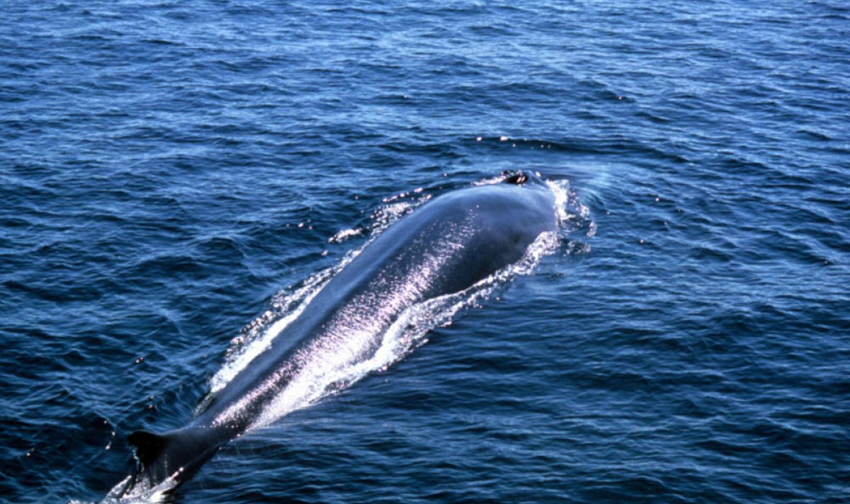 Fin WHale Why they matter Image 204741 d2c34a1f