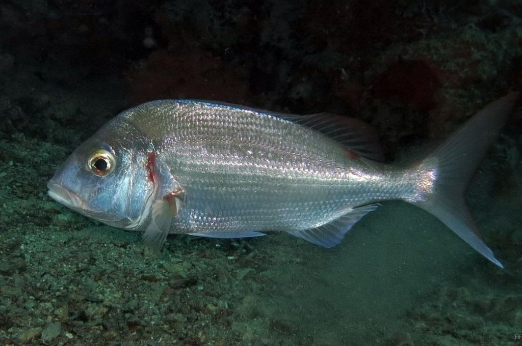 فصيلة السرانيدي (Serranidae) 7 Blue spotted sea bream d393a759