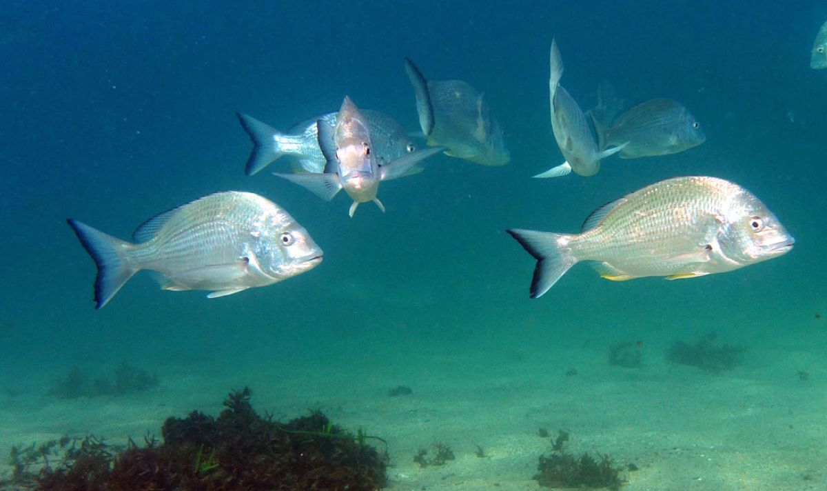 فصيلة المرجانيات (السباريدي) 2 Sparidae d3487bf4