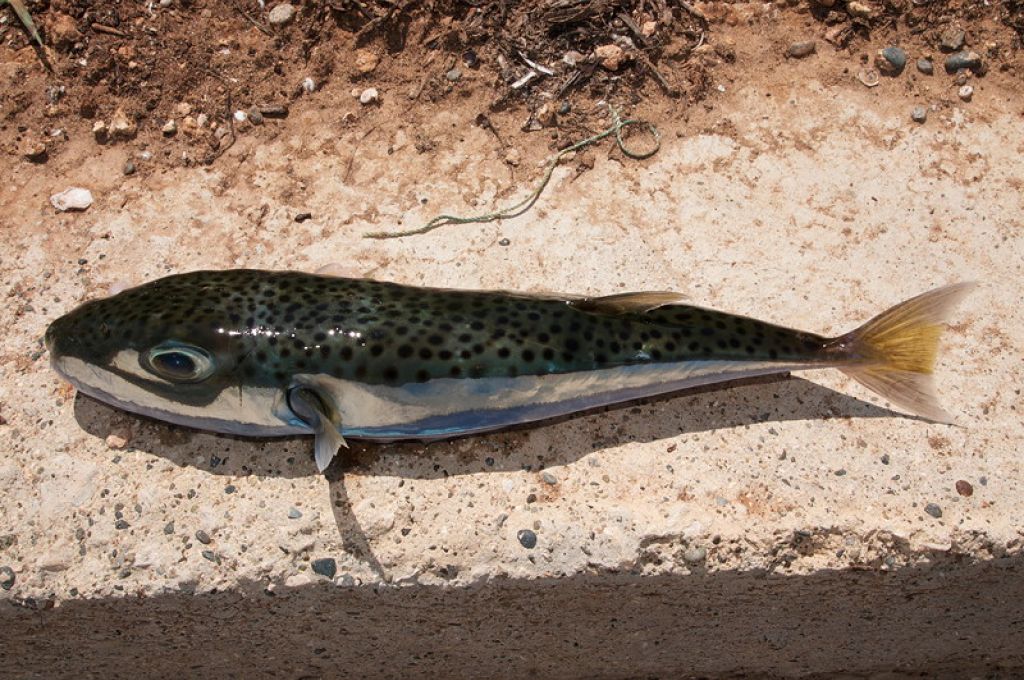 التسجيل الأول لسمكة ذات الراية من البحر الأحمر (Heniochus intermedius) في البحر الأبيض المتوسط 16 lagocephalus sceleratus 01 d3864d72
