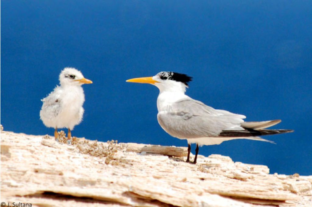 Percnon gibbesi in Libya first record 16 lesser crested terns d36a96e4