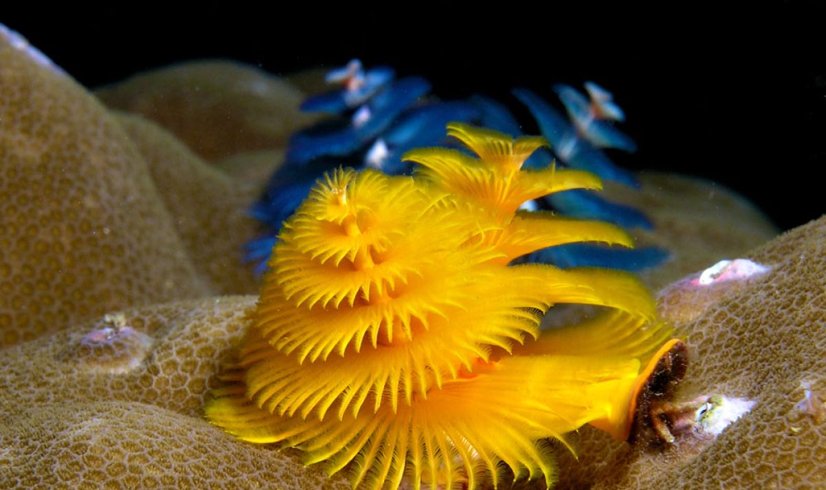 Spirobranchus giganteus d56b8b10