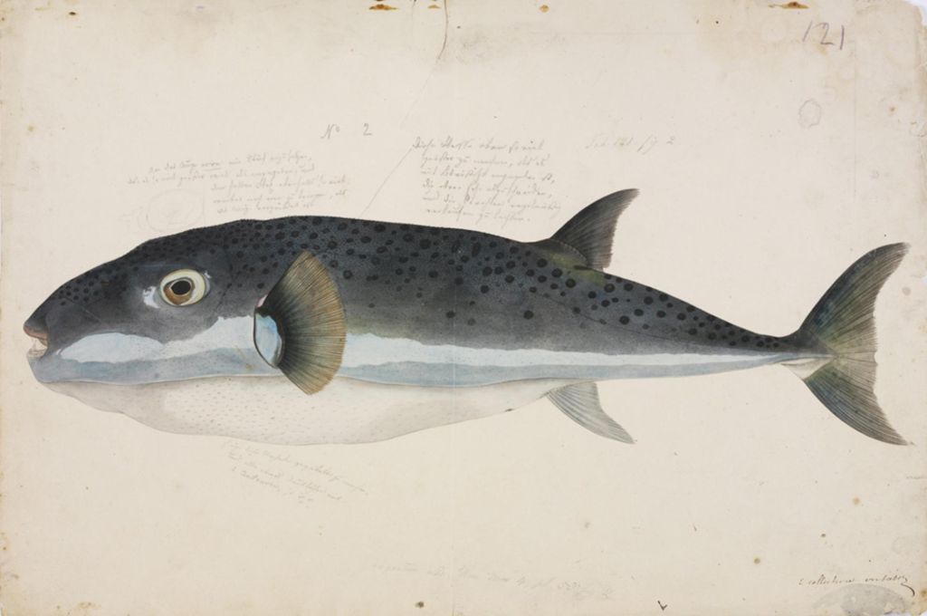 قناديل البحر في المياه الليبية 8 Naturalis Biodiversity Center RMNH.ART .41 Lagocephalus sceleratus Gmelin Kawahara Keiga 1823 1829 Siebold Collection pencil drawing water colour d7ce7ef6