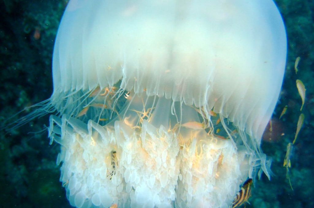 قناديل البحر في المياه الليبية 15 types of jellyfish Rhopilema nomadica d7a3861a