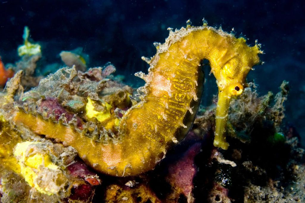 فصيلة السرانيدي (Serranidae) 8 Hippocampus hystrix Spiny seahorse yellow de324025