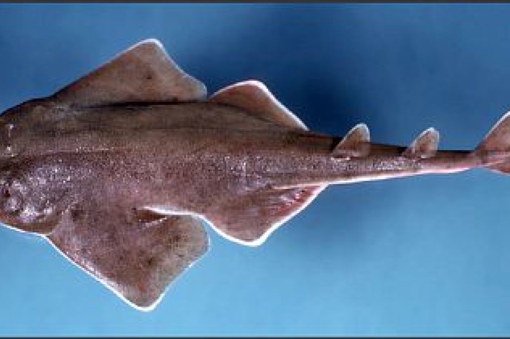 التسجيل الأول لسمكة ذات الراية من البحر الأحمر (Heniochus intermedius) في البحر الأبيض المتوسط 17 angel2 fullsize e053d533