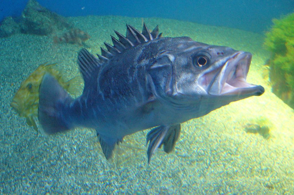 1200px Polyprion americanus.2 Aquarium Finisterrae ee048eed