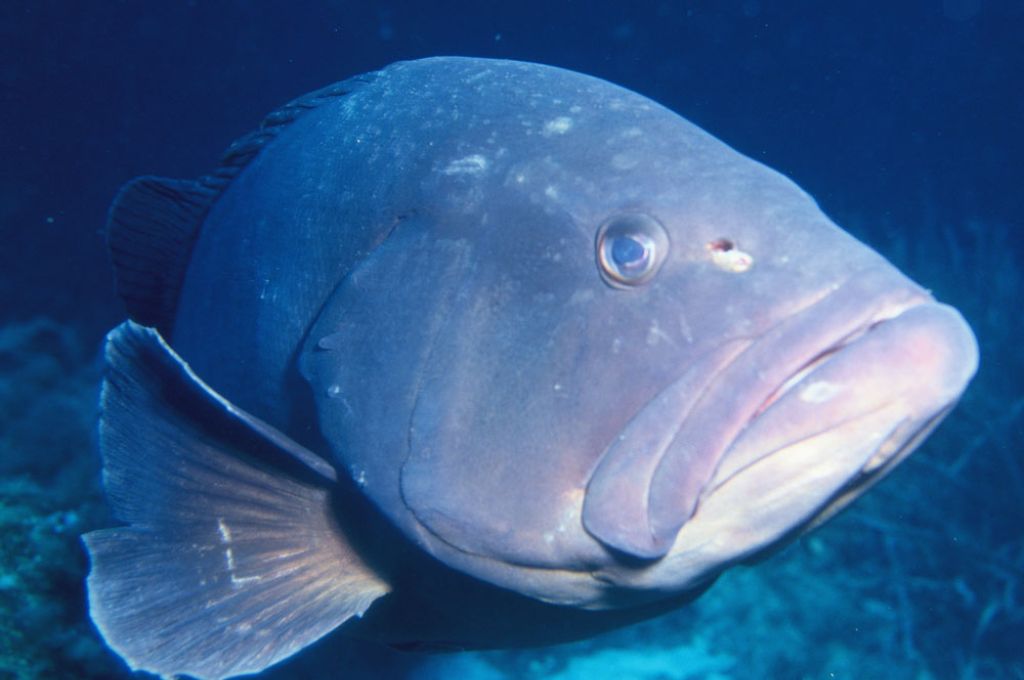 Epinephelus haifensis ef20f7cc