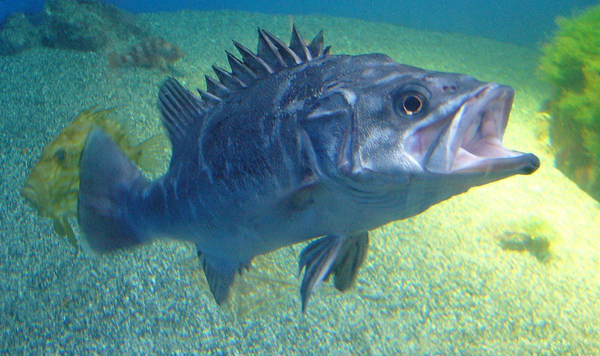 1200px Polyprion americanus.2 Aquarium Finisterrae f3282035