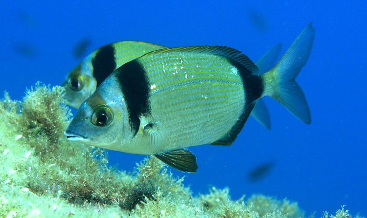 سمكة القراقوز الموشم ..فصيلة المرجانيات (السباريدي) 2 Diplodus vulgaris f51823ce