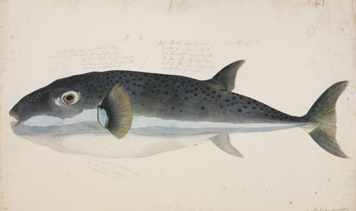 سمكة الأرنب ..زائر غير مرغوب به 4 Naturalis Biodiversity Center RMNH.ART .41 Lagocephalus sceleratus Gmelin Kawahara Keiga 1823 1829 Siebold Collection pencil drawing water colour fb9d1f6b