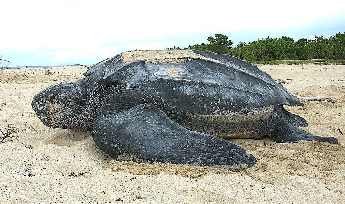 السلحفاة جلدية الظهر Dermochelys coriacea 4 Leatherback sea turtle Tinglar USVI 5839996547 fd5e002e