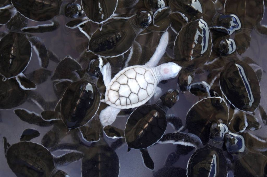 سمك السفن (شكاطلو) ..و الإنقراض 15 albino sea turtles fd40da31